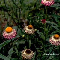 Xerochrysum bracteatum (Vent.) Tzvelev